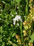 genus Allium. Соцветие с клопами. Турция, ил Артвин, р-н Юсуфели, окр. дер. Дамлаташ, выс. 1912 м н.у.м., луг. 13 июня 2026 г.