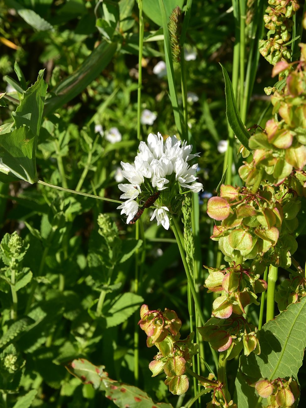 Image of genus Allium specimen.