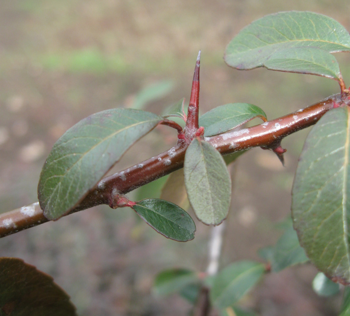 Изображение особи Pyracantha rogersiana.