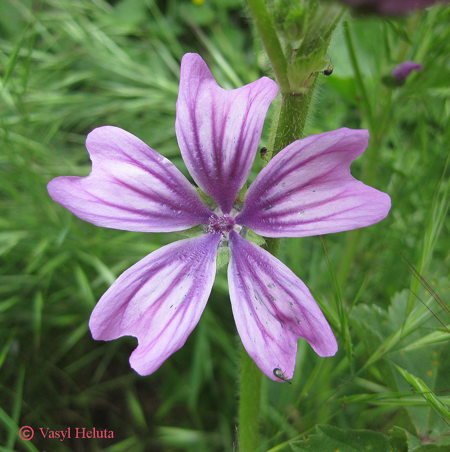 Image of Malva erecta specimen.