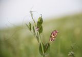 Lathyrus pisiformis
