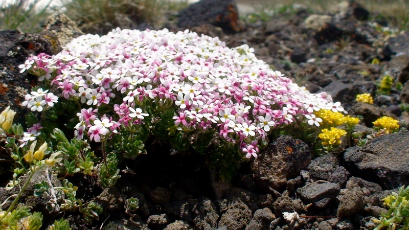 Image of Androsace barbulata specimen.