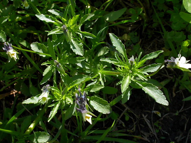 Изображение особи Viola arvensis.