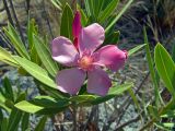 Nerium oleander