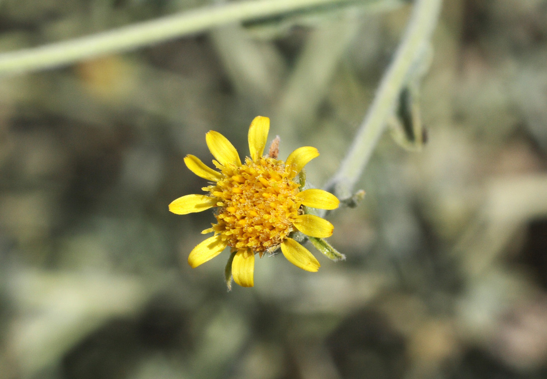 Изображение особи Pulicaria salviifolia.