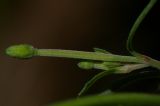 Epilobium lanceolatum
