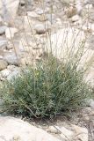 Haplophyllum griffithianum. Цветущее растение на каменистом склоне. Таджикистан, Чиличёр Чашма. 16.04.2011.