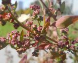 Chenopodium strictum