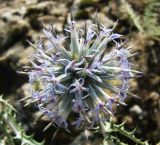 Echinops ritrodes