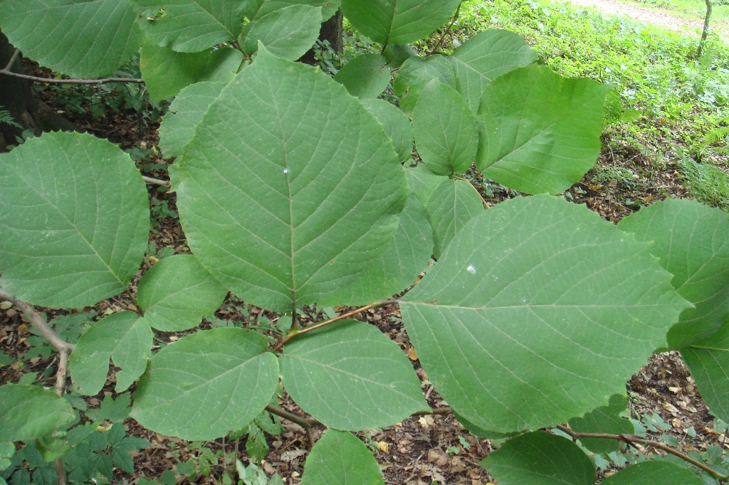 Image of Styrax obassia specimen.