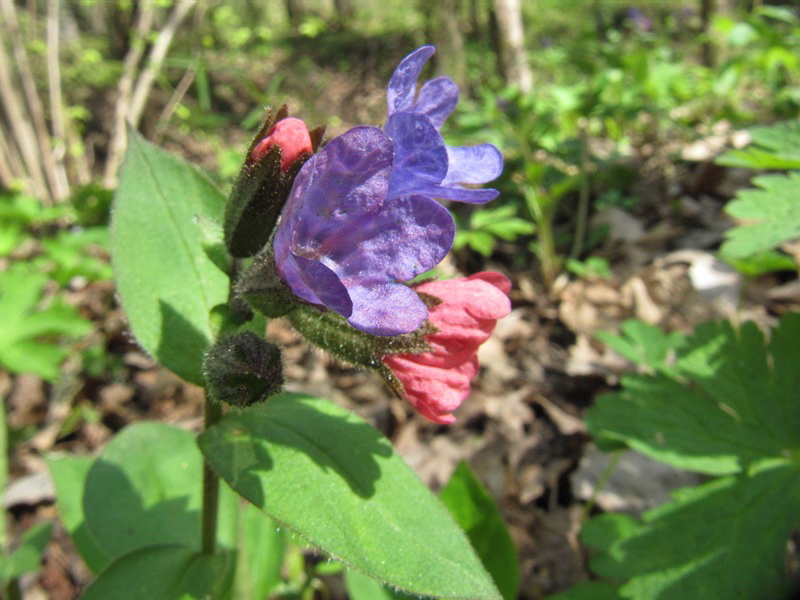 Image of Pulmonaria obscura specimen.