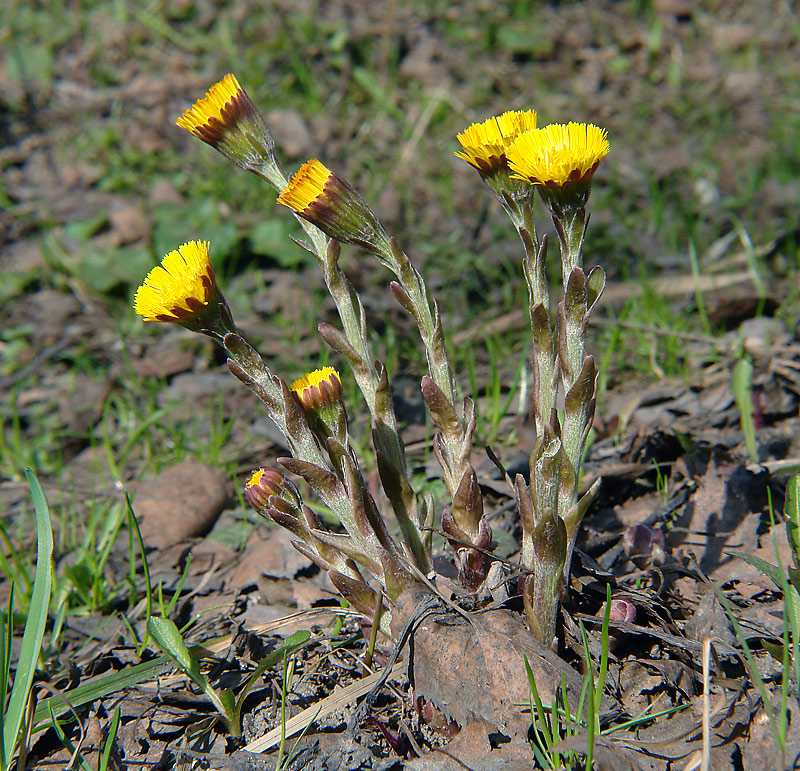 Image of Tussilago farfara specimen.