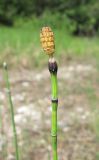 Equisetum variegatum