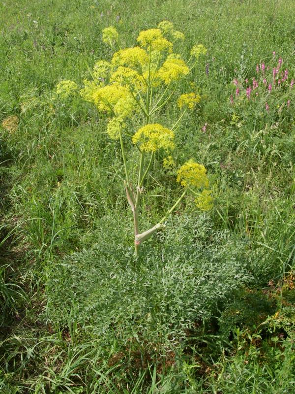 Изображение особи Ferula akitschkensis.