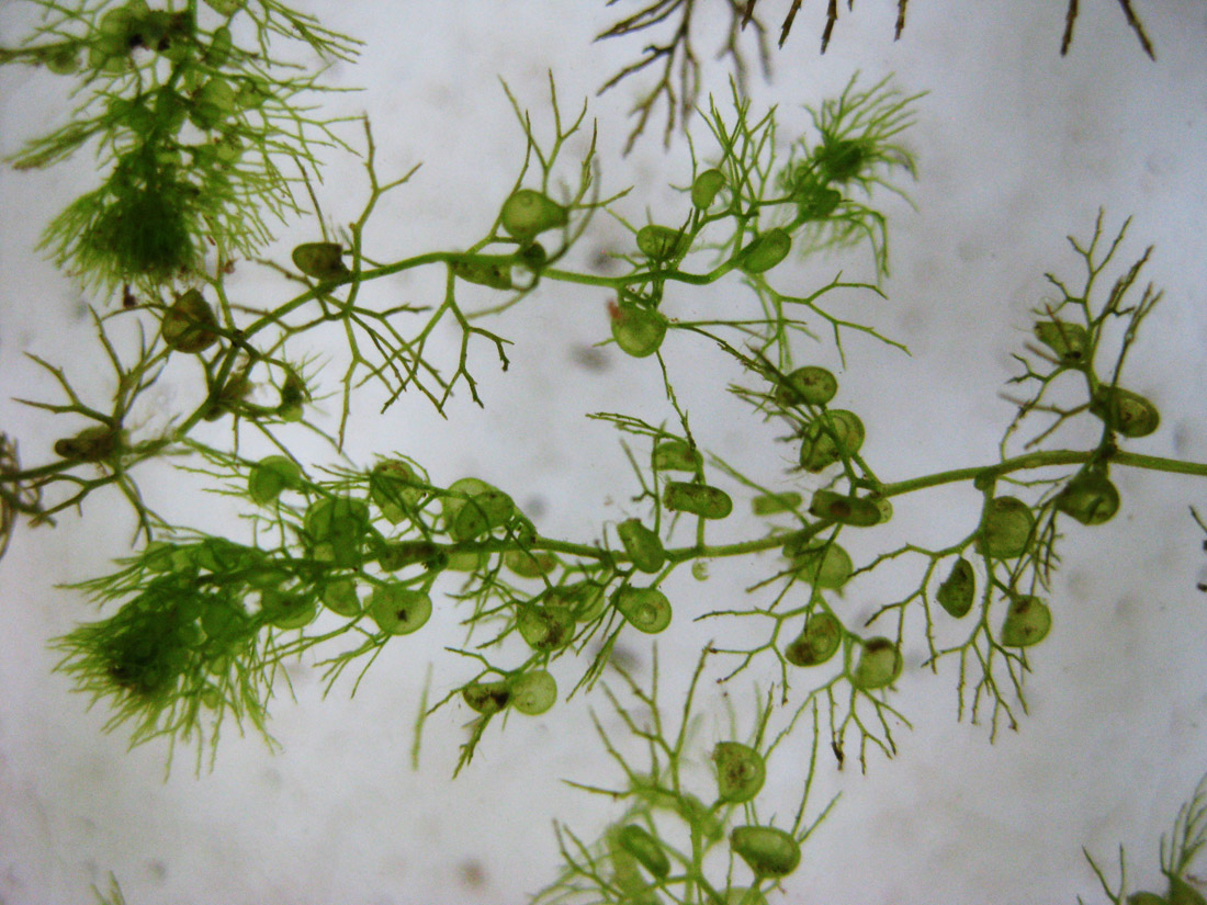 Изображение особи Utricularia vulgaris.