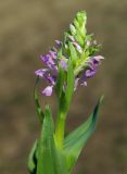 Dactylorhiza umbrosa