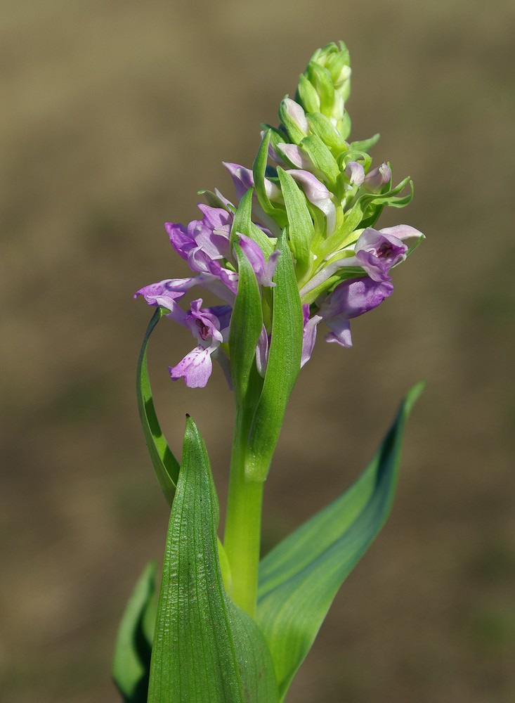 Изображение особи Dactylorhiza umbrosa.