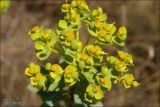 Euphorbia stepposa