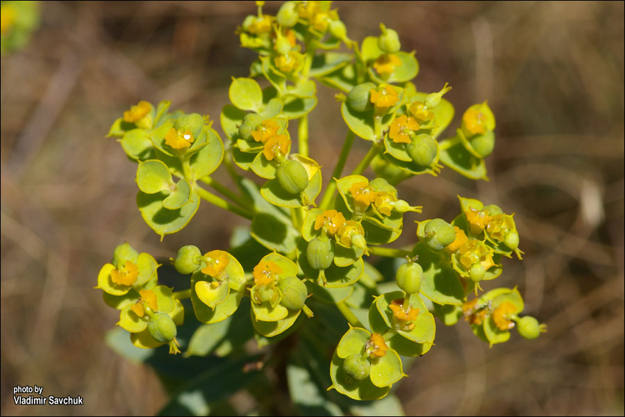 Image of Euphorbia stepposa specimen.