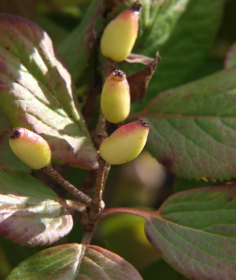 Image of Viburnum burejaeticum specimen.