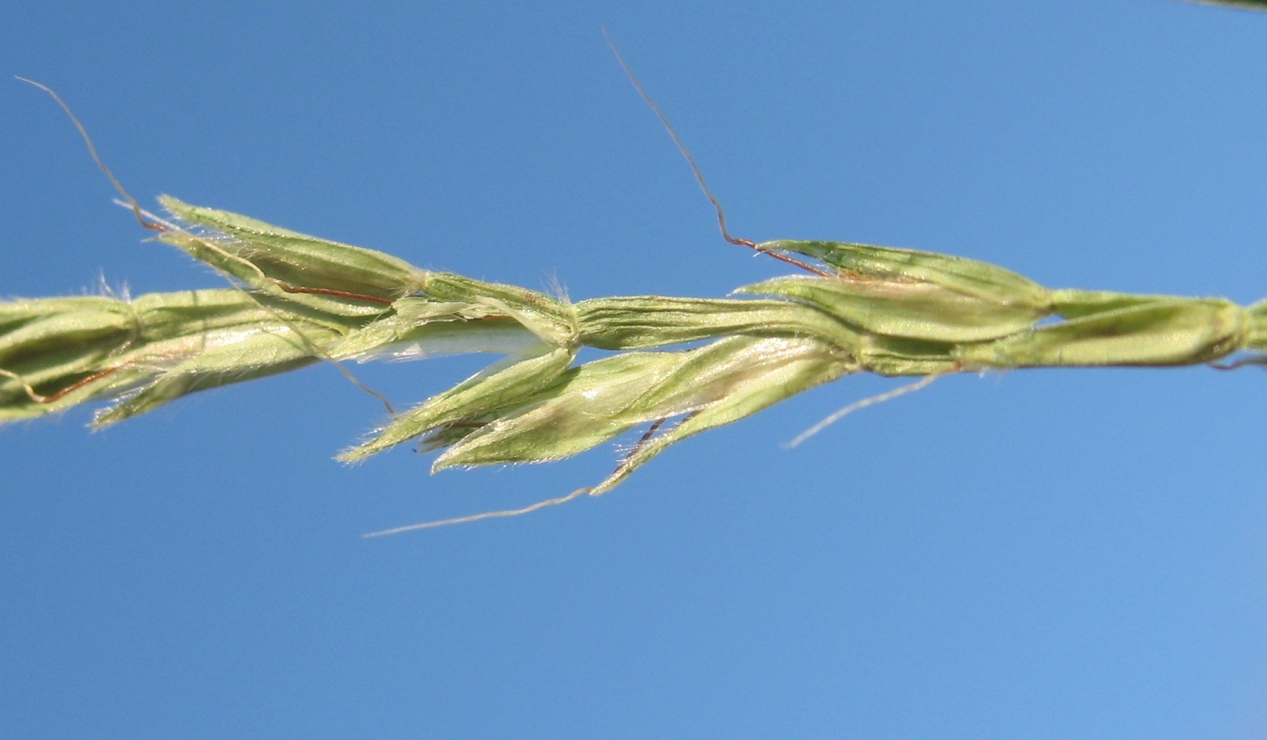 Image of Microstegium vimineum specimen.