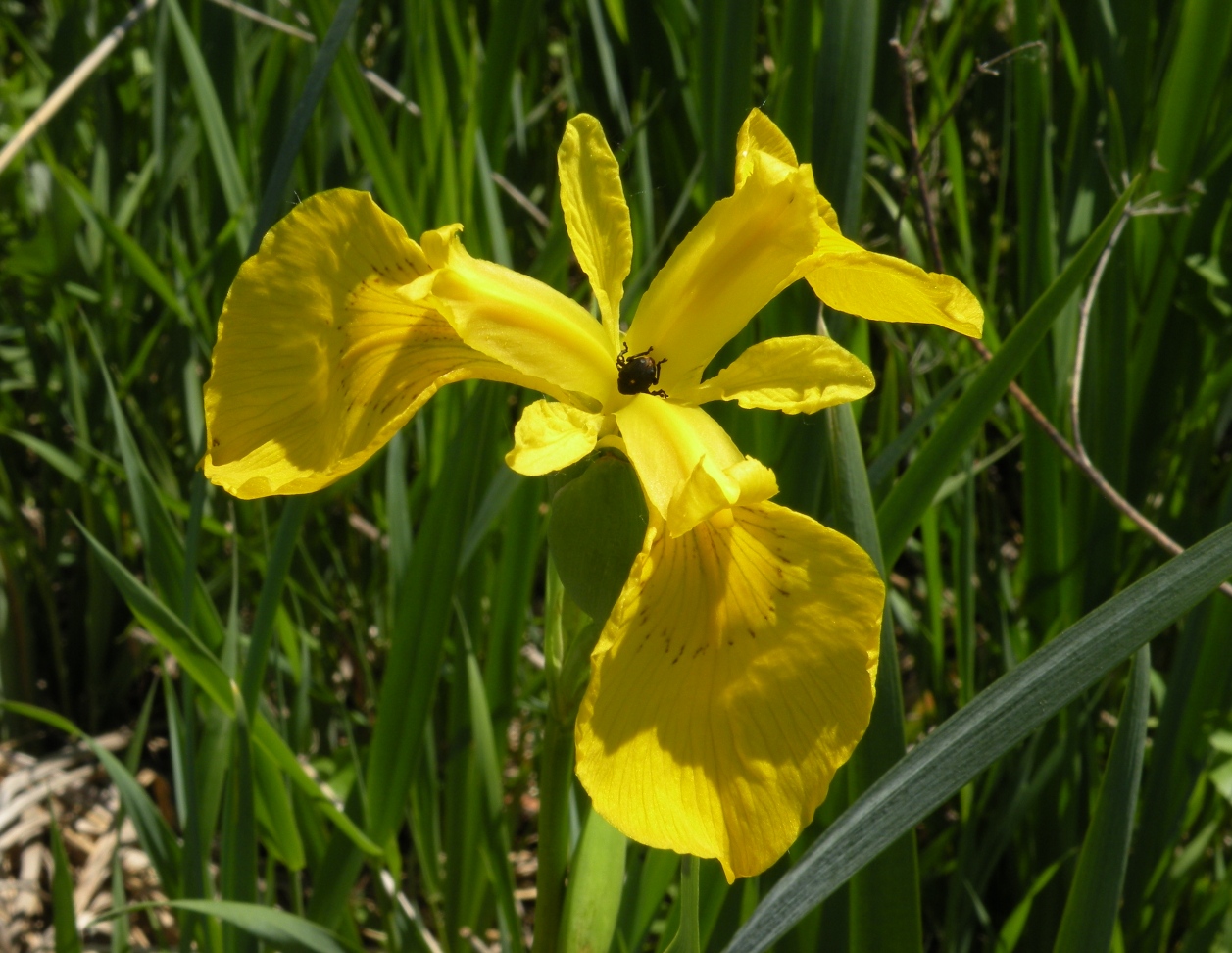 Изображение особи Iris pseudacorus.