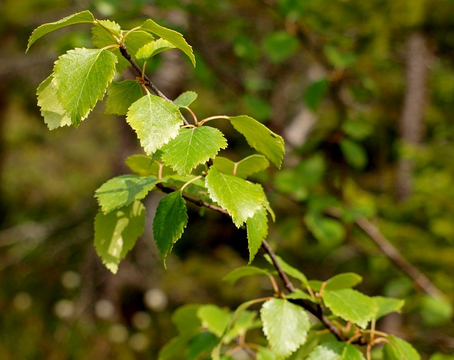 Image of Betula czerepanovii specimen.