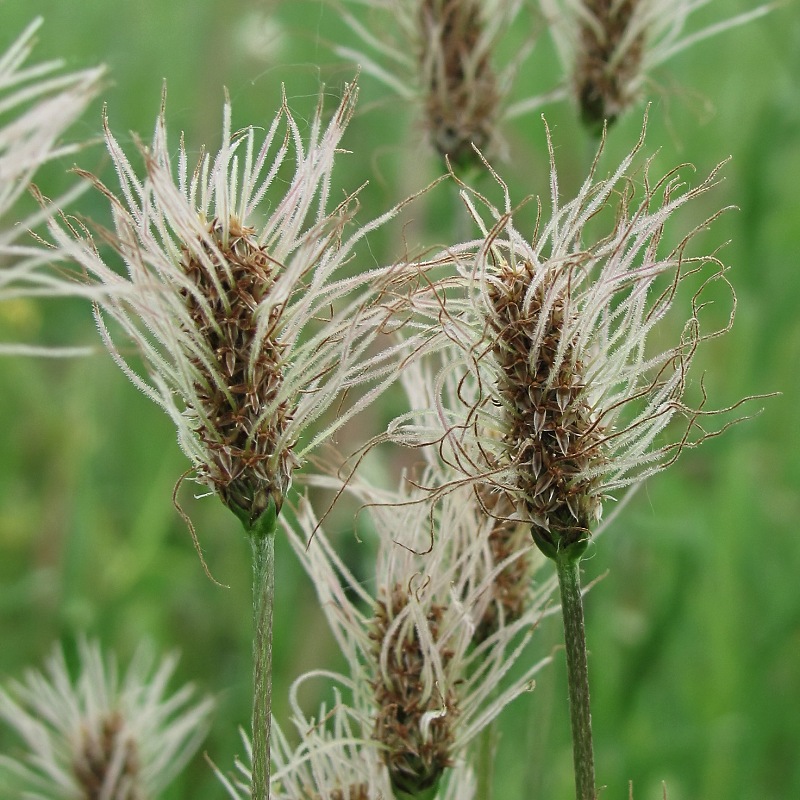 Изображение особи Plantago lanceolata.