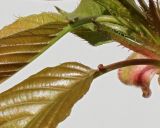 Prunus serrulata. Нектарные желёзки у основания листьев. Германия, г. Кемпен, у детской площадки. 08.04.2012.