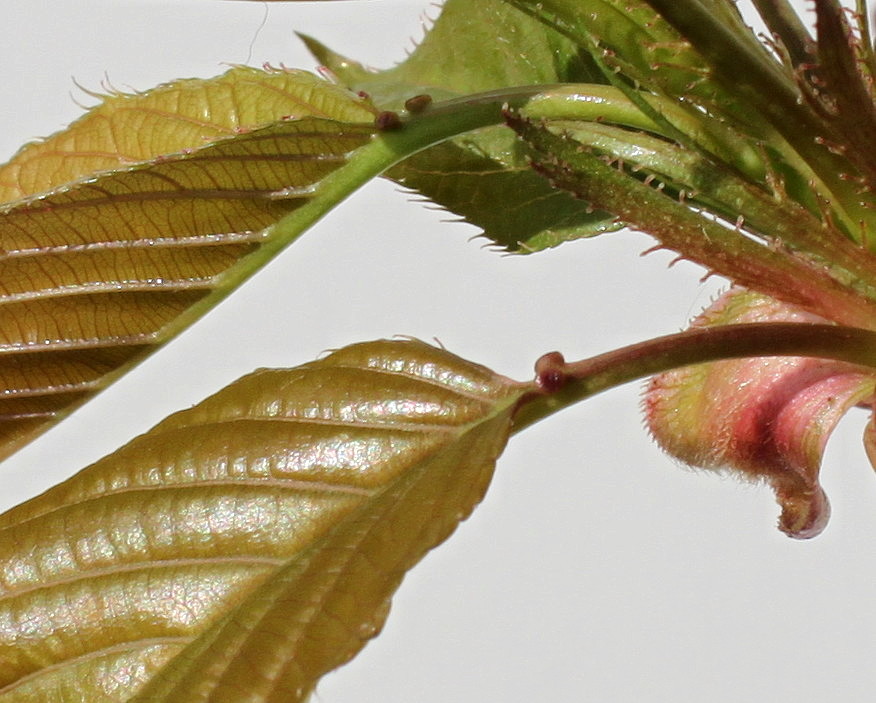 Image of Prunus serrulata specimen.