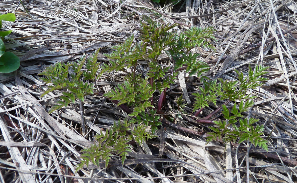 Изображение особи Chaerophyllum bulbosum.