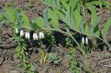 Polygonatum × hybridum. Цветущие растения. Московская обл., Раменский р-н, окр. дер. Хрипань, просека под ЛЭП. 27.05.2008.