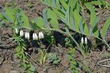 Polygonatum × hybridum