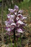 Orchis simia. Соцветие. Крым, окр. Ялты, заповедник Мыс Мартьян. 25 апреля 2012 г.