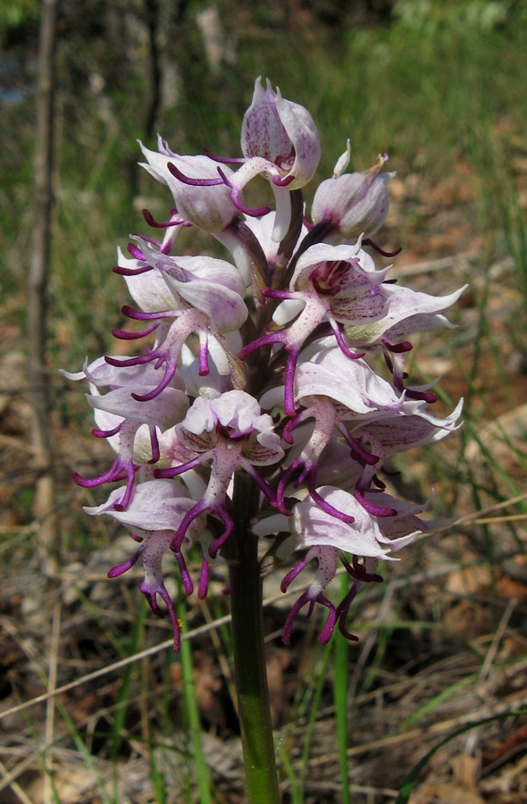 Image of Orchis simia specimen.