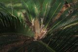 Cycas revoluta. Растение с развивающимися вайями (в центре). Израиль, Шарон, г. Герцлия, в культуре. 22.05.2012.