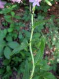 genus Campanula. Верхняя часть (под соцветием) цветущего растения. Украина, Черкасская обл., Каневский р-н, Региональный ландшафтный парк \"Трахтемиров\", обочина лесной дороги. 26 мая 2012 г.
