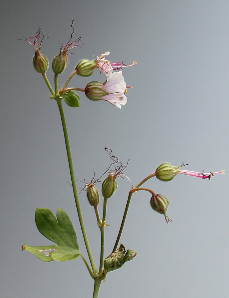 Image of Geranium &times; cantabrigiense specimen.