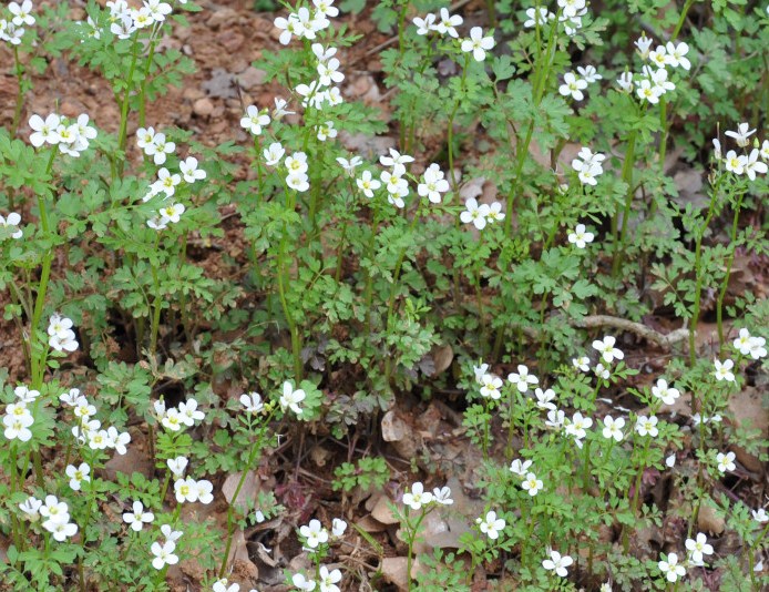 Image of Cardamine graeca specimen.