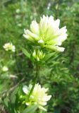 Trifolium spryginii. Верхушка цветущего растения. Новосибирская обл., Искитимский р-н, памятник природы \"Бердские скалы\". 28 июня 2012 г.