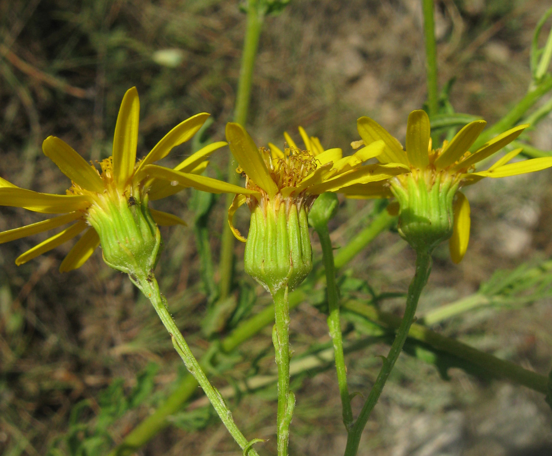 Изображение особи Senecio jacobaea.