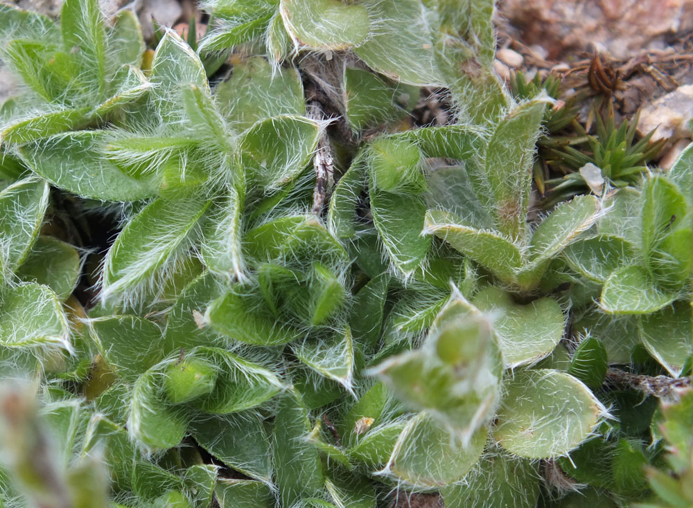 Image of Eritrichium villosum specimen.