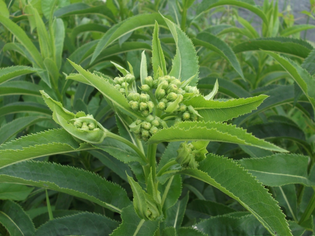 Изображение особи Senecio sarracenicus.