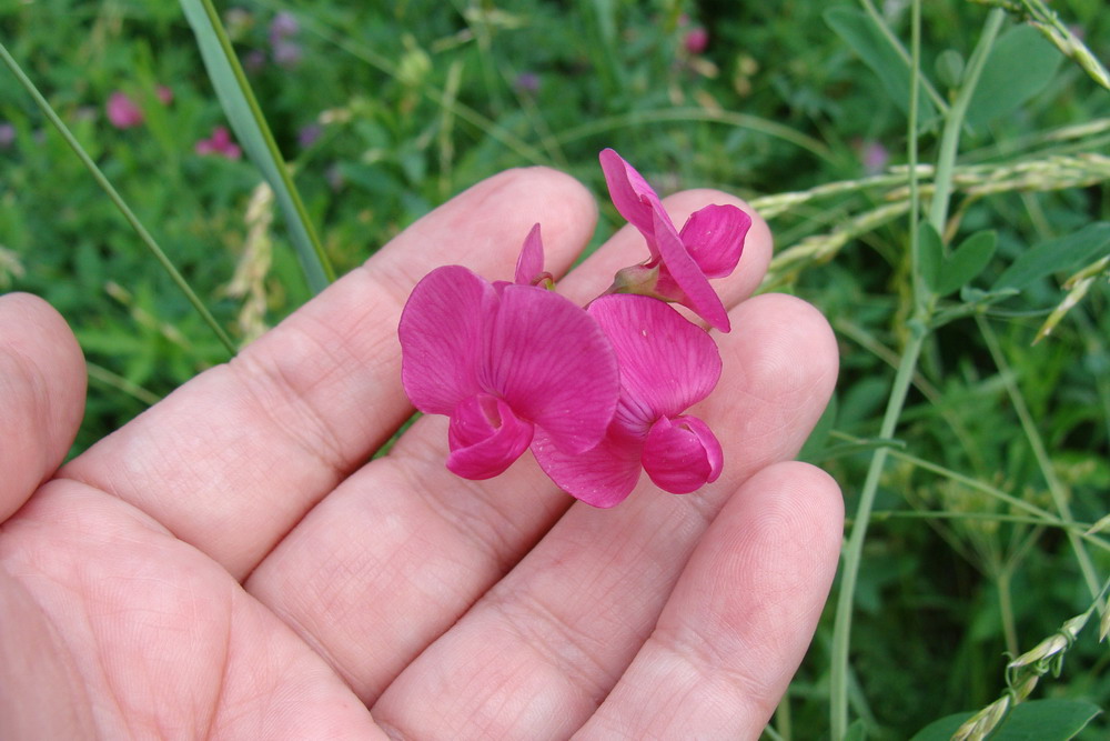 Изображение особи Lathyrus tuberosus.