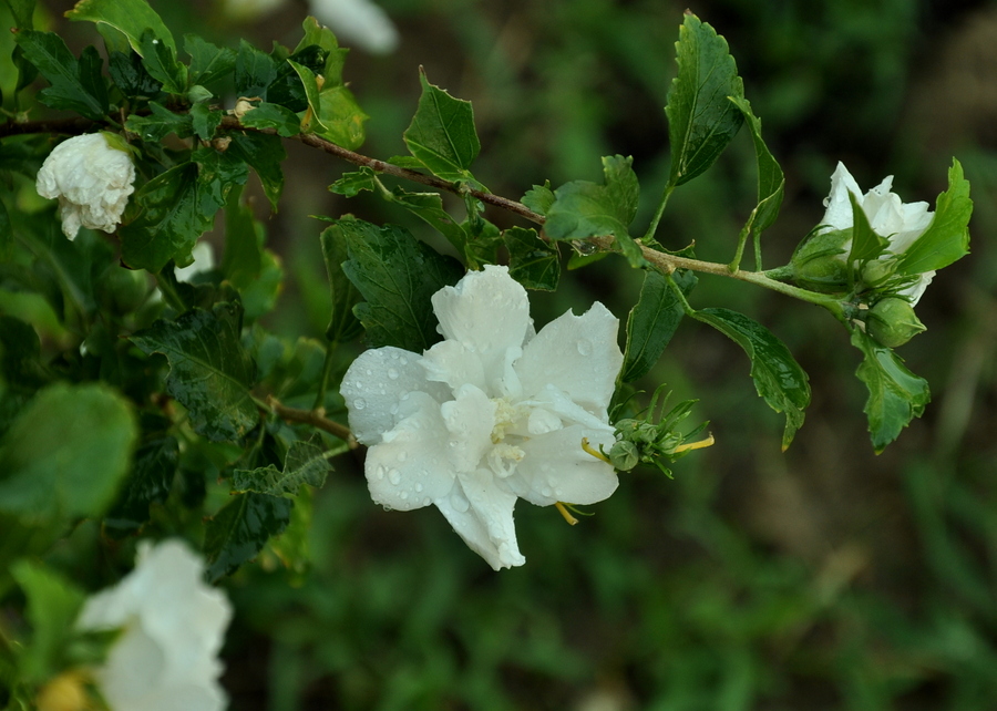 Image of Hibiscus syriacus specimen.