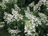 Hydrangea paniculata