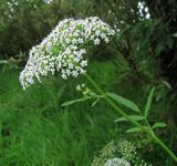 Sium latifolium