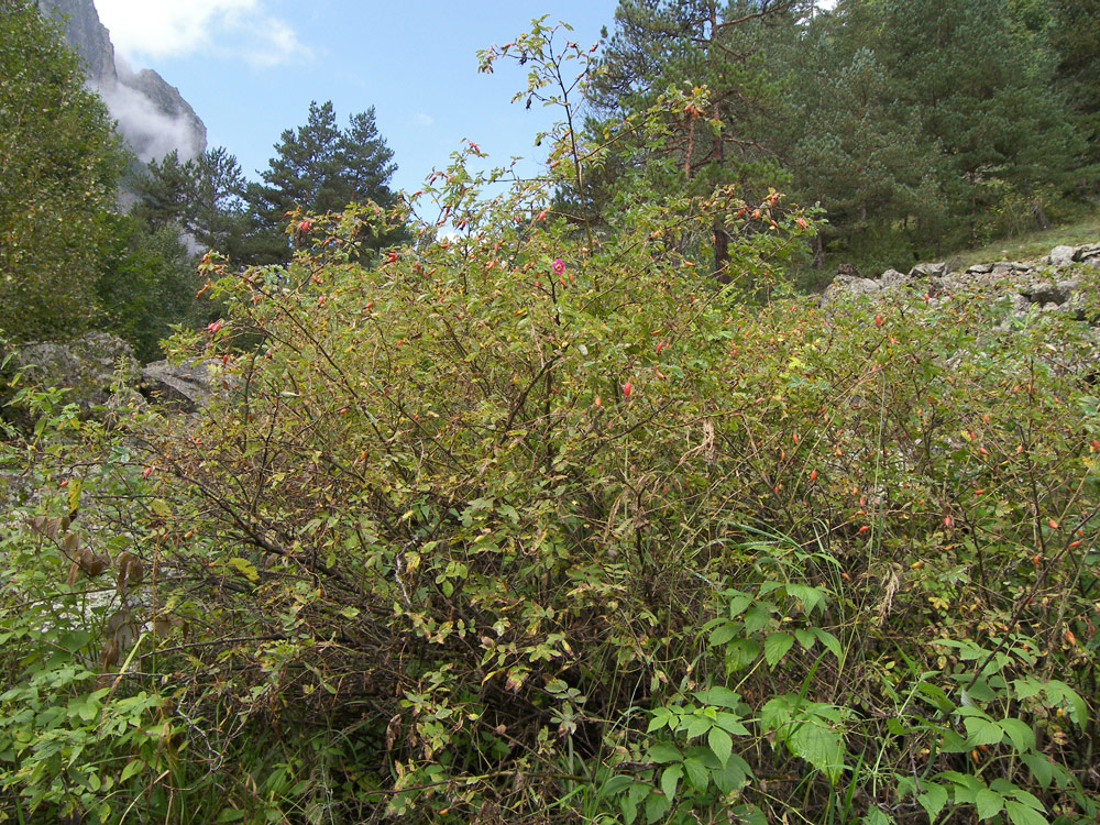 Image of Rosa oxyodon specimen.