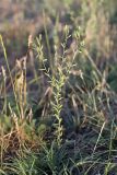 Diarthron vesiculosum. Зацветающее растение. Южный Казахстан, нижний Боролдай, 2 км выше пос. Коктюбе. 31.05.2012.