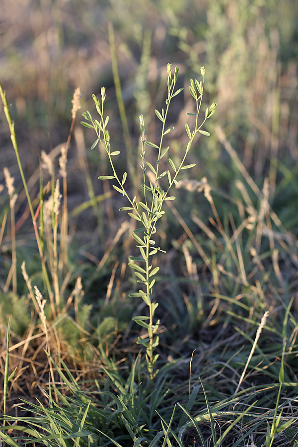 Изображение особи Diarthron vesiculosum.